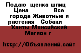 Подаю. щенка шпиц  › Цена ­ 27 000 - Все города Животные и растения » Собаки   . Ханты-Мансийский,Мегион г.